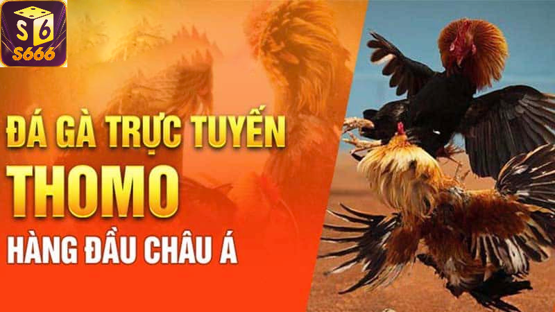 Những lưu ý quan trọng khi tham gia cá cược đá gà Thomo tại S666