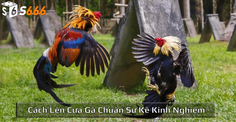 Khái niệm đúng về cách lên cựa gà